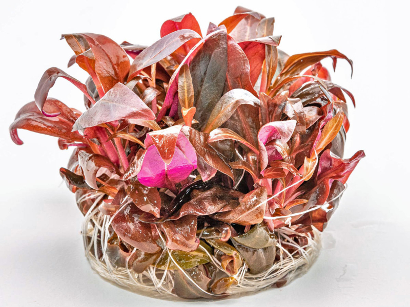 Preview: Rotes mini Papageienblatt - Alternanthera reineckii mini in vitro